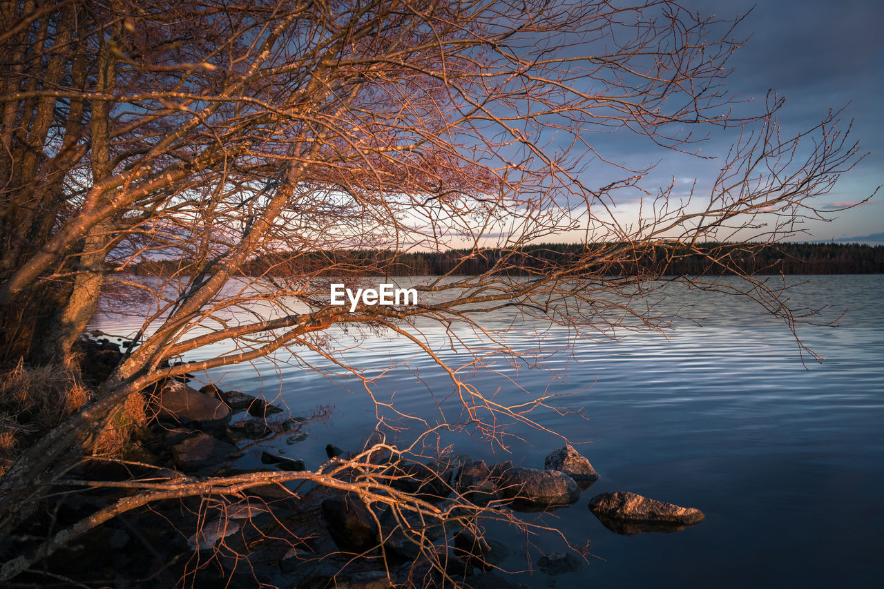 Bare tree by lake against sky