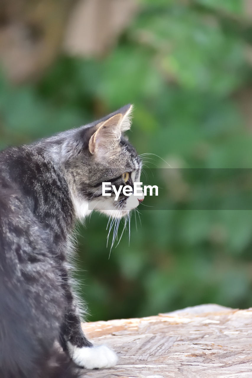 animal, animal themes, mammal, cat, one animal, pet, feline, domestic animals, domestic cat, wild cat, whiskers, small to medium-sized cats, no people, animal body part, looking, focus on foreground, close-up, side view, animal wildlife, felidae, carnivore, outdoors, animal hair, emotion, day, mouth open, nature