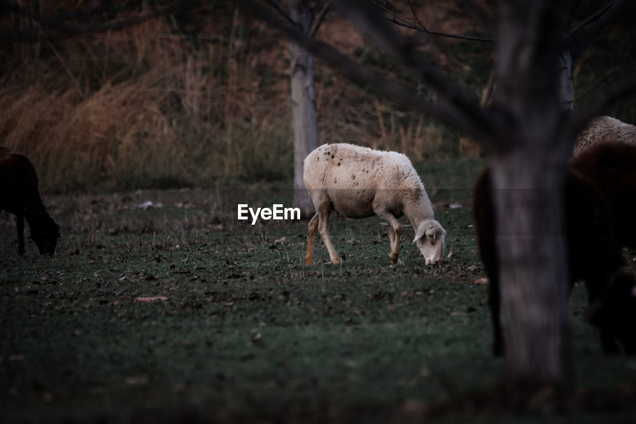 Sheep standing in a field