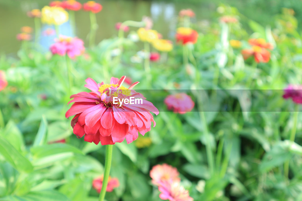 Flowers zinnia elegans in the garden