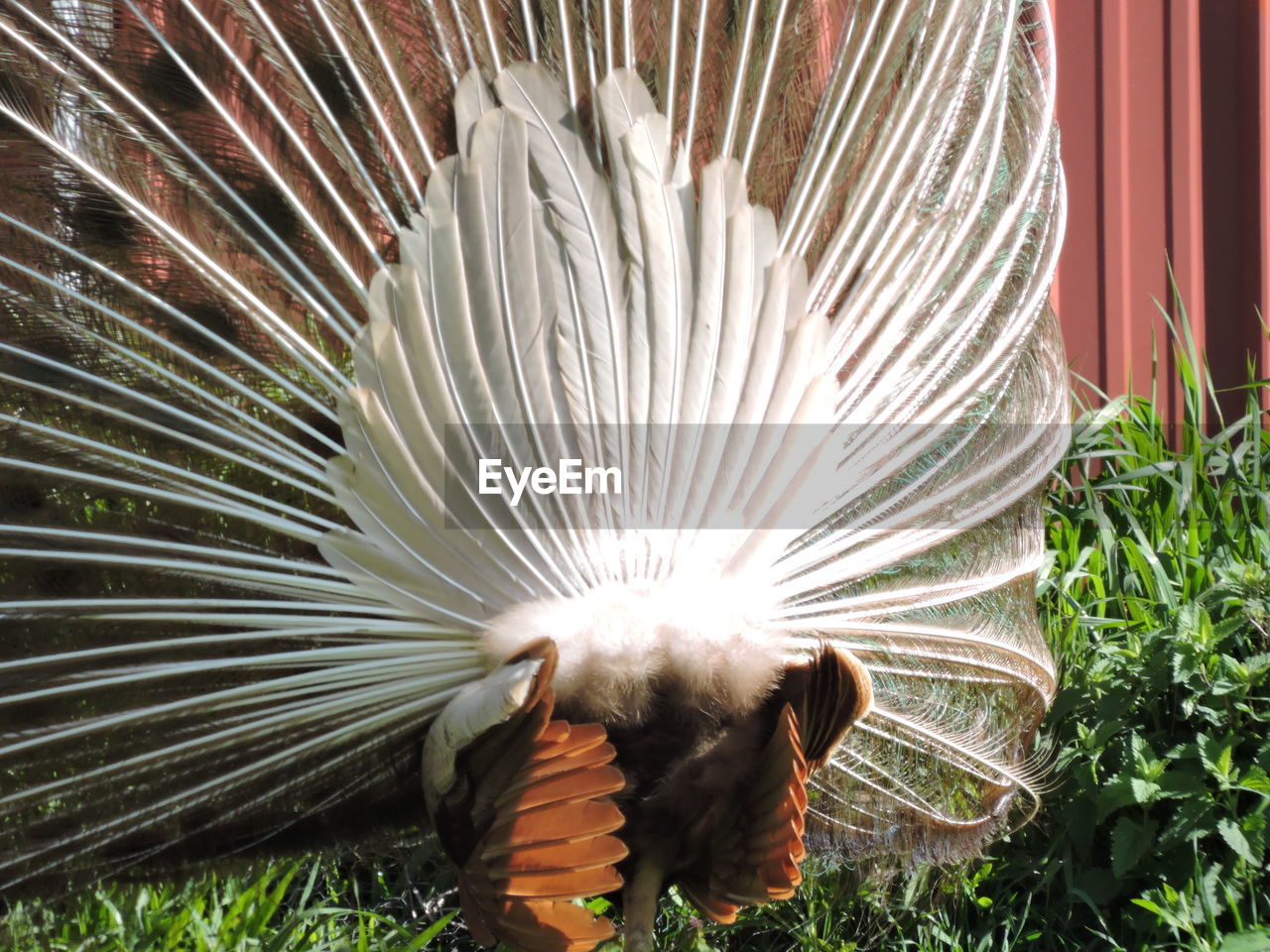 Close-up of peacock