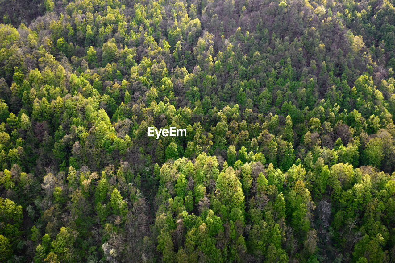 A mountain forest with the green of the new spring leaves