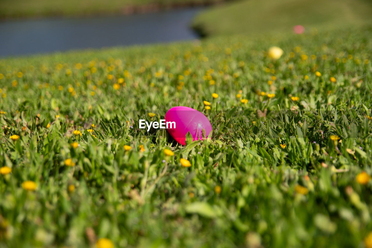 A pink easter egg hidden in the grass near a neighborhood pond