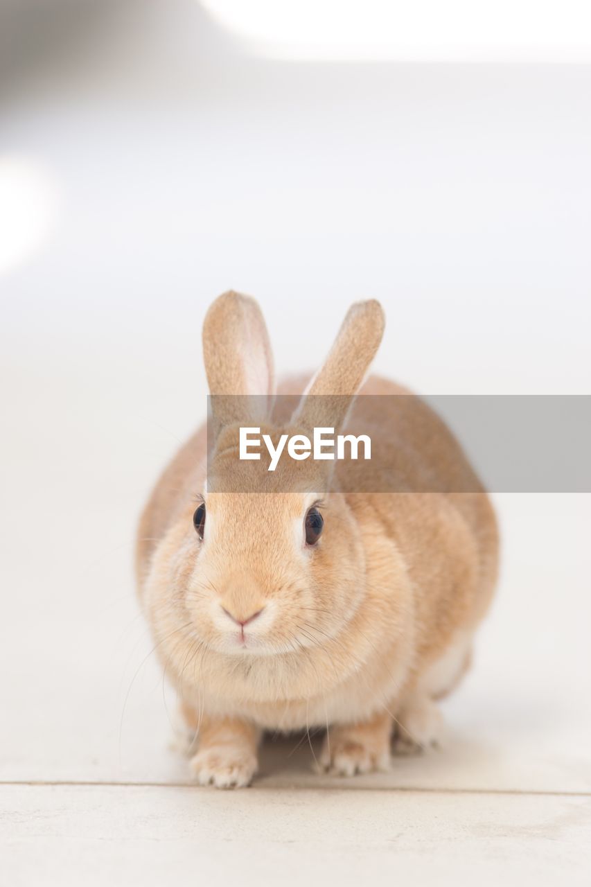 CLOSE-UP PORTRAIT OF A RABBIT