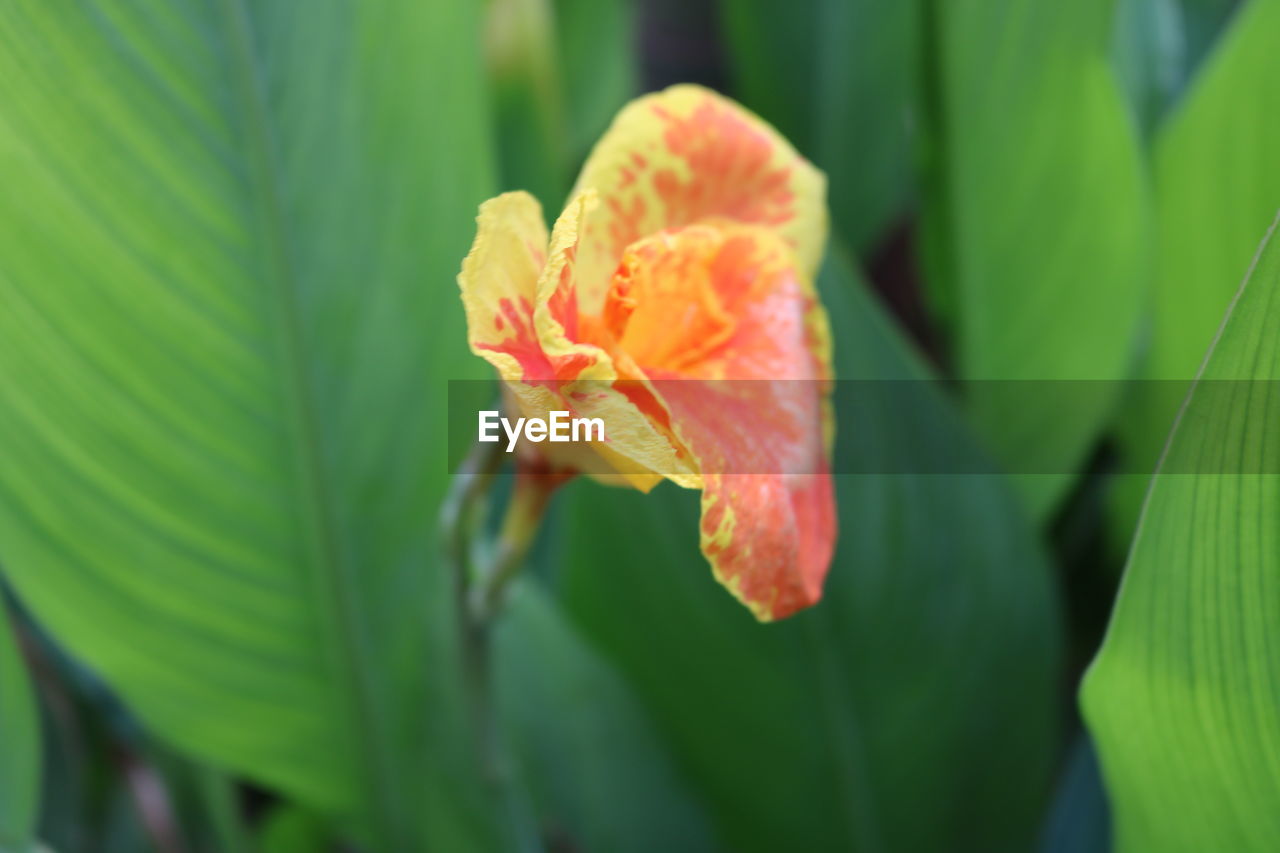 CLOSE-UP OF ORANGE FLOWER