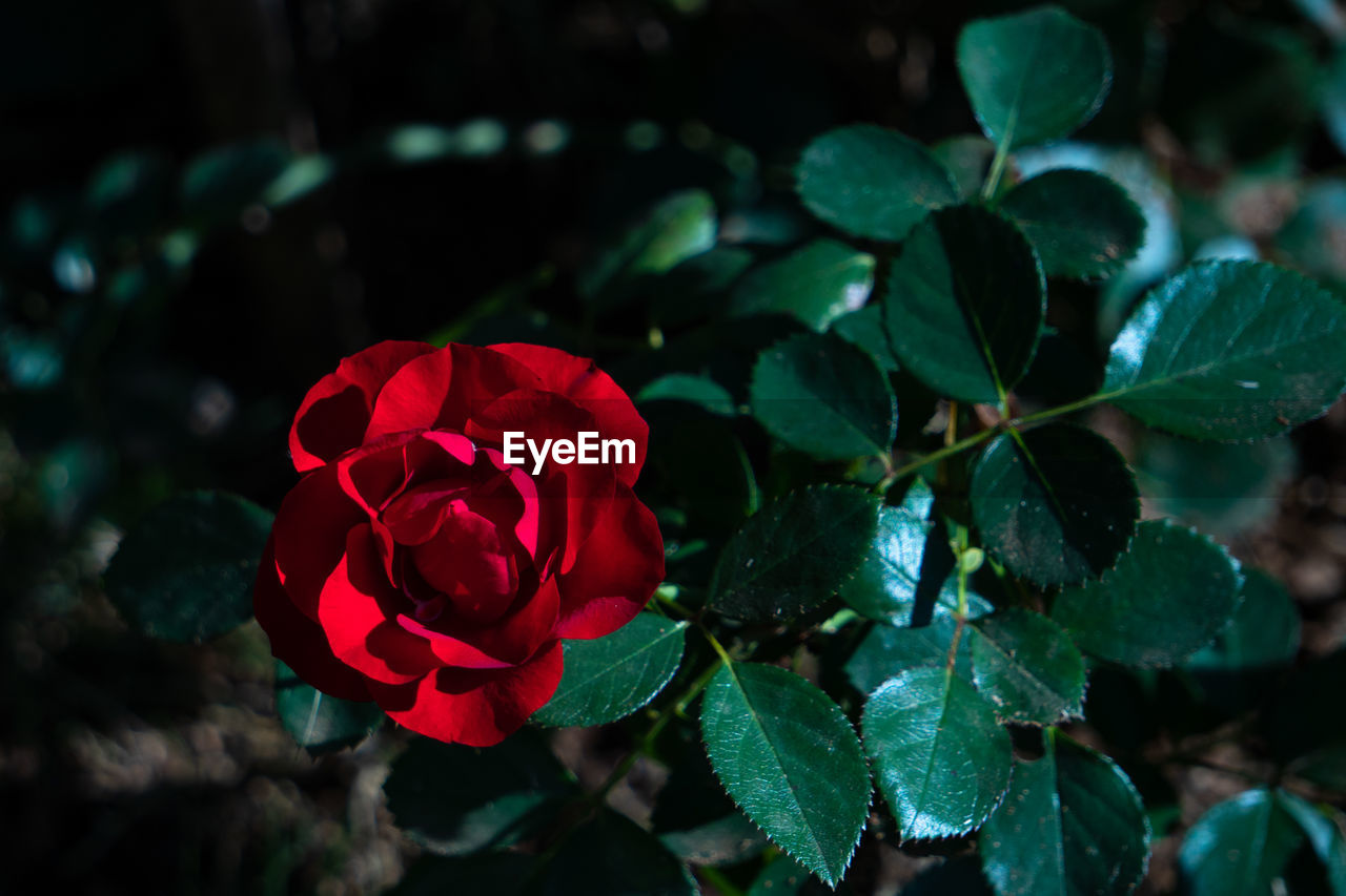 Close-up of red rose on plant