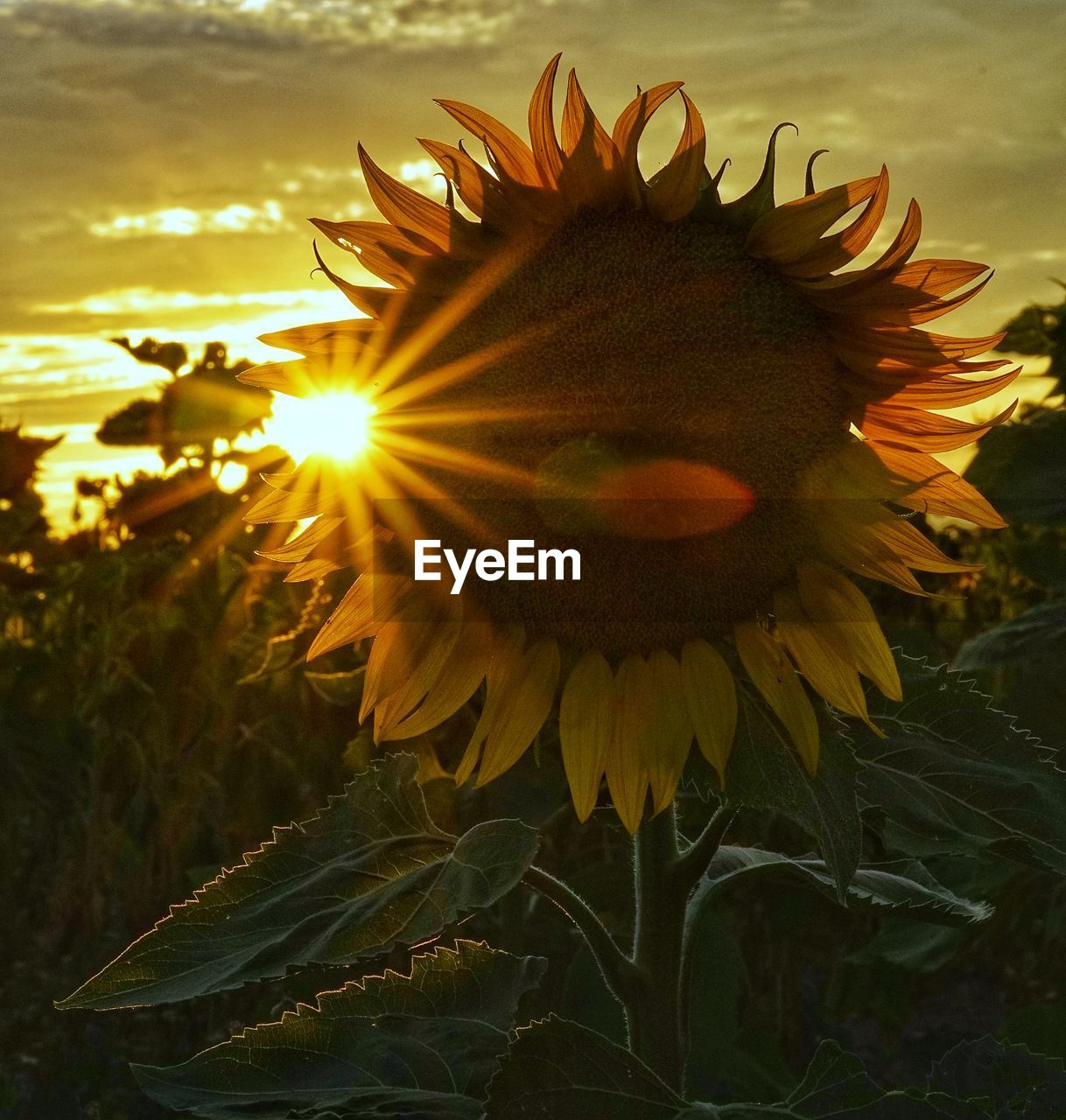 sunflower, plant, sky, nature, flower, beauty in nature, sunset, sunlight, yellow, growth, flowering plant, cloud, flower head, freshness, sun, fragility, close-up, sunflower seed, land, inflorescence, no people, sunbeam, field, landscape, lens flare, outdoors, petal, back lit, rural scene, tranquility, environment, leaf, plant part