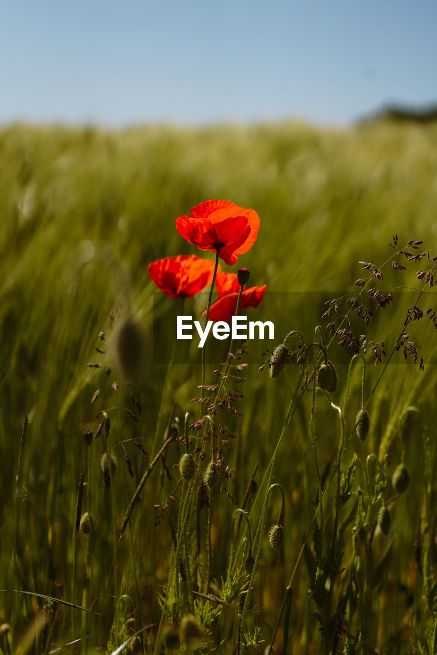 Close-up of red poppy flowers on field