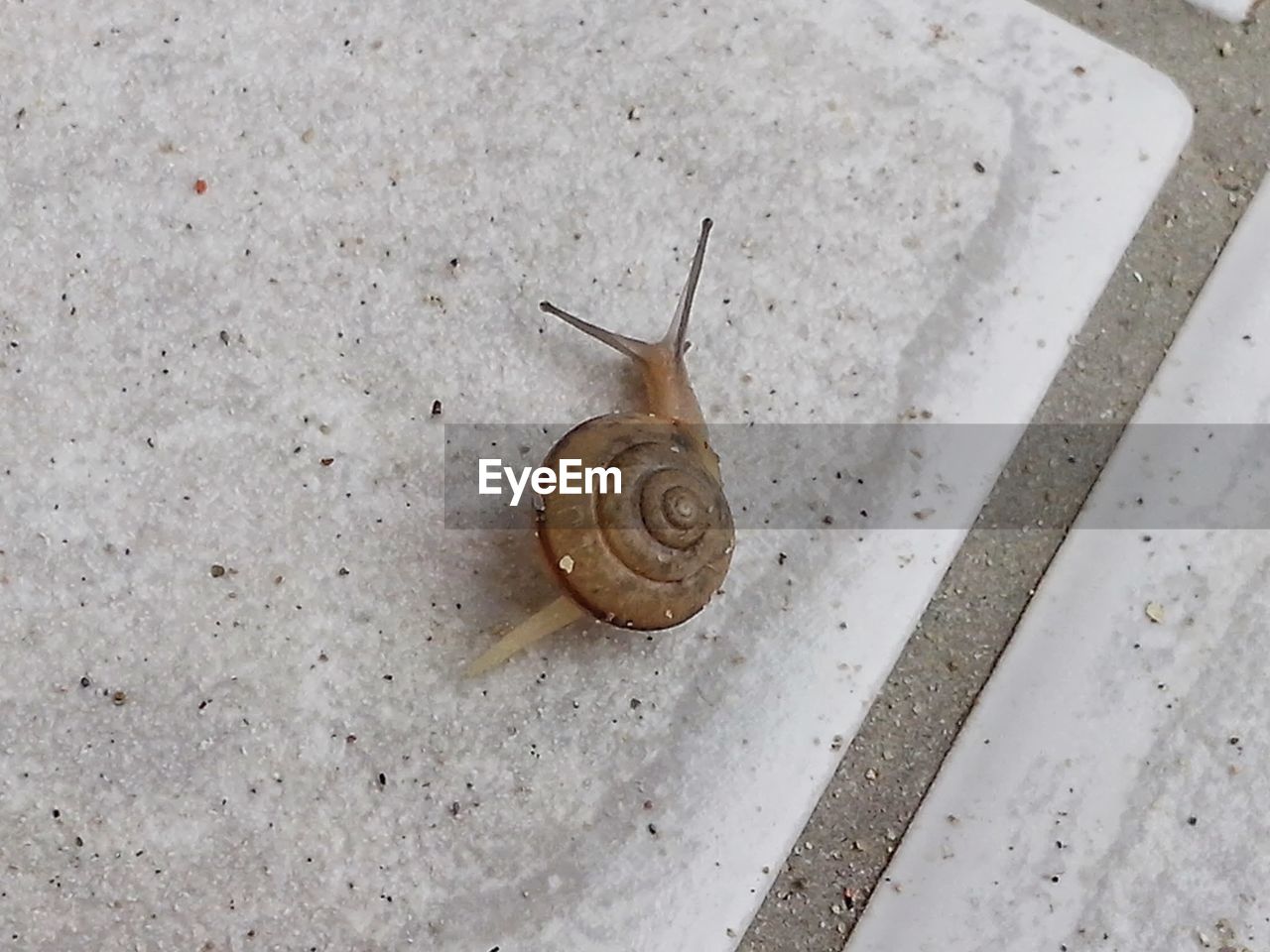 CLOSE-UP OF SNAIL ON THE GROUND