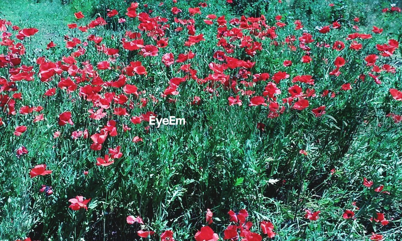 FLOWERS GROWING IN FIELD