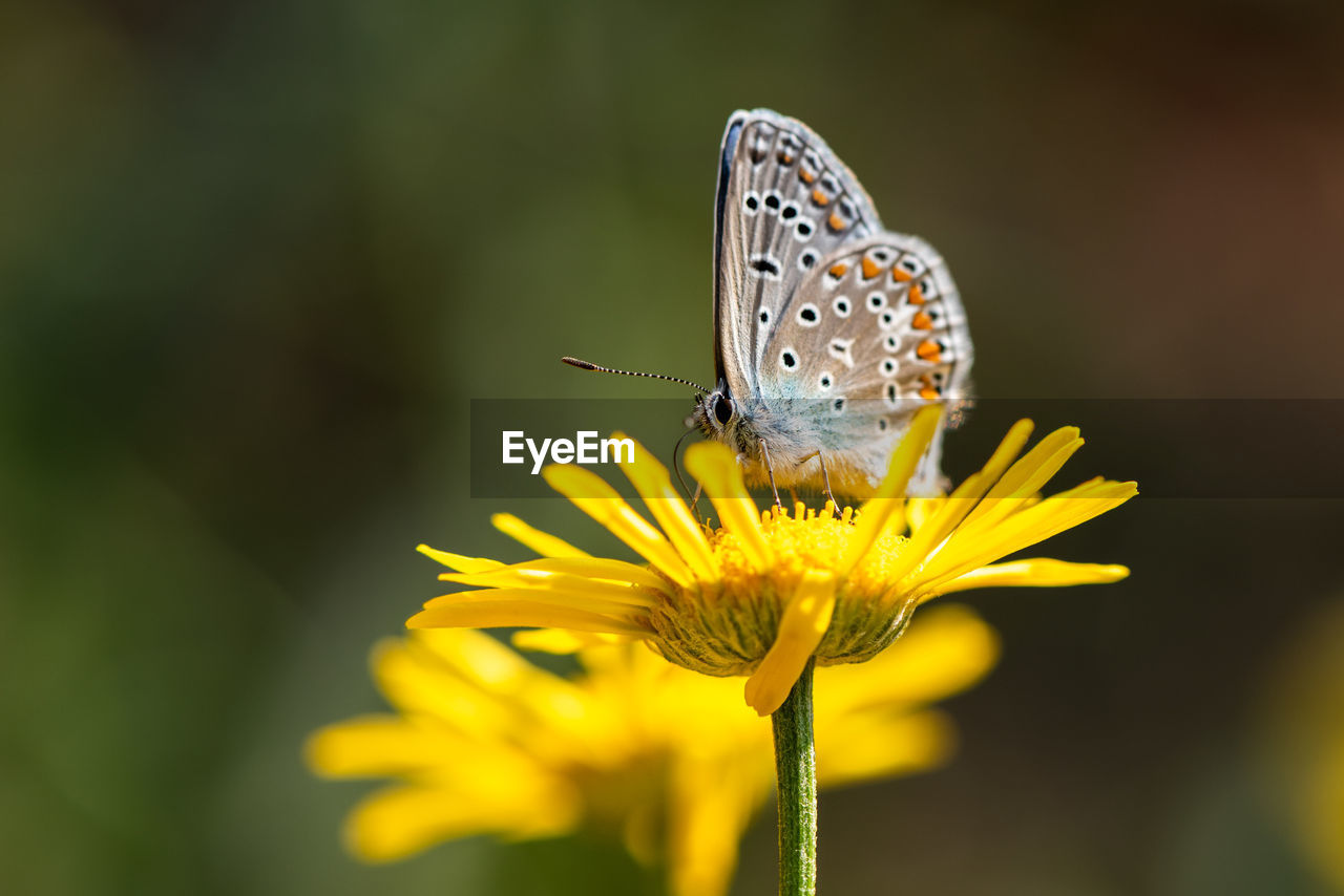 BUTTERFLY POLLINATING ON YELLOW FLOWER