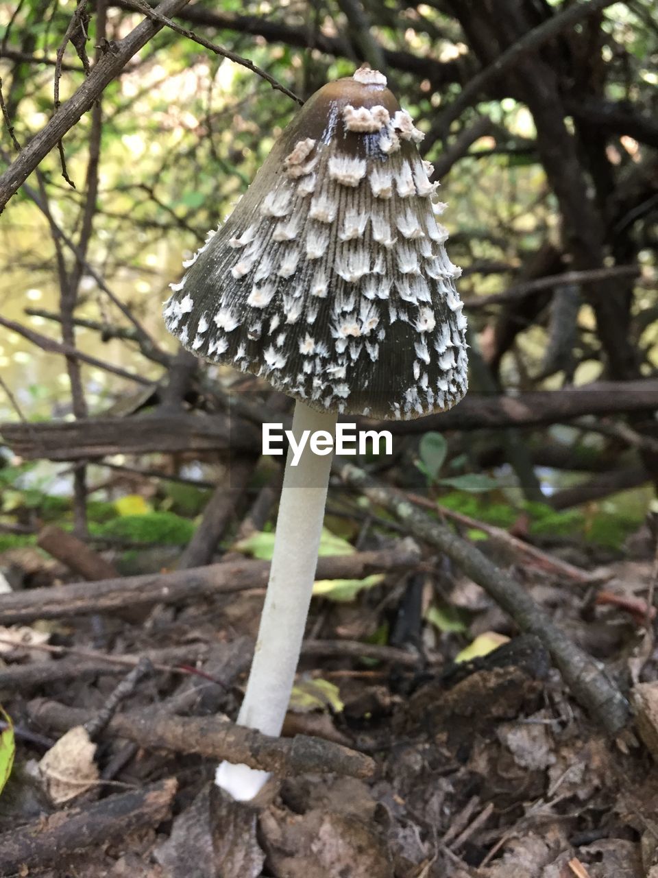 CLOSE-UP OF MUSHROOM ON FIELD