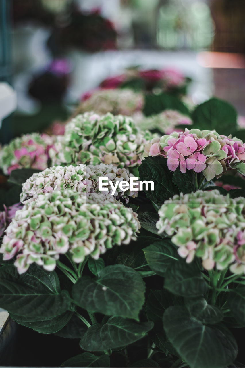 Close-up of pink flowering plant hydrangea