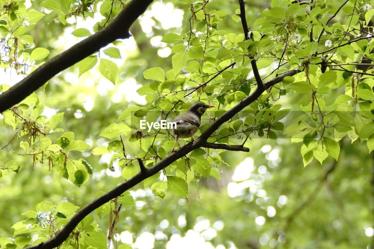 Low angle view of bird perching on branch