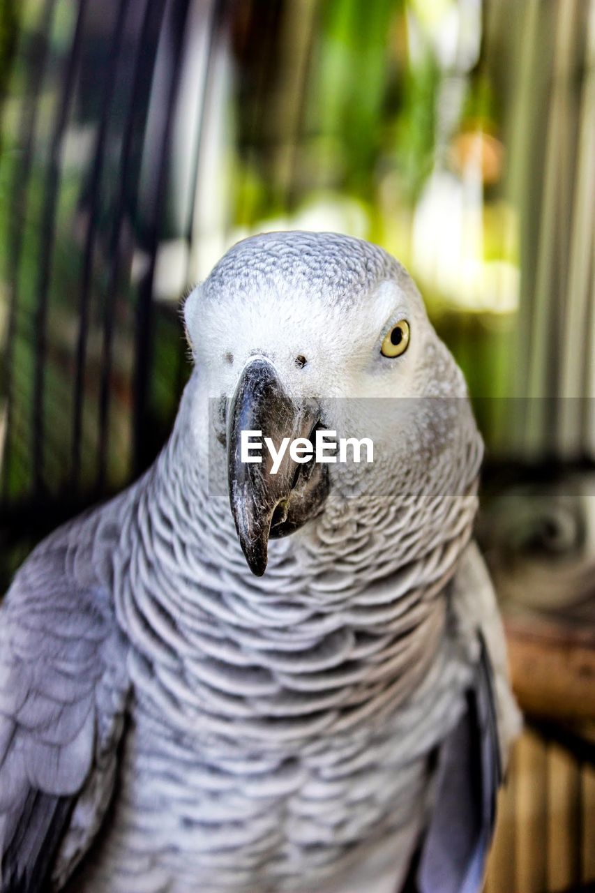 Close-up of african grey parrot in birdcage