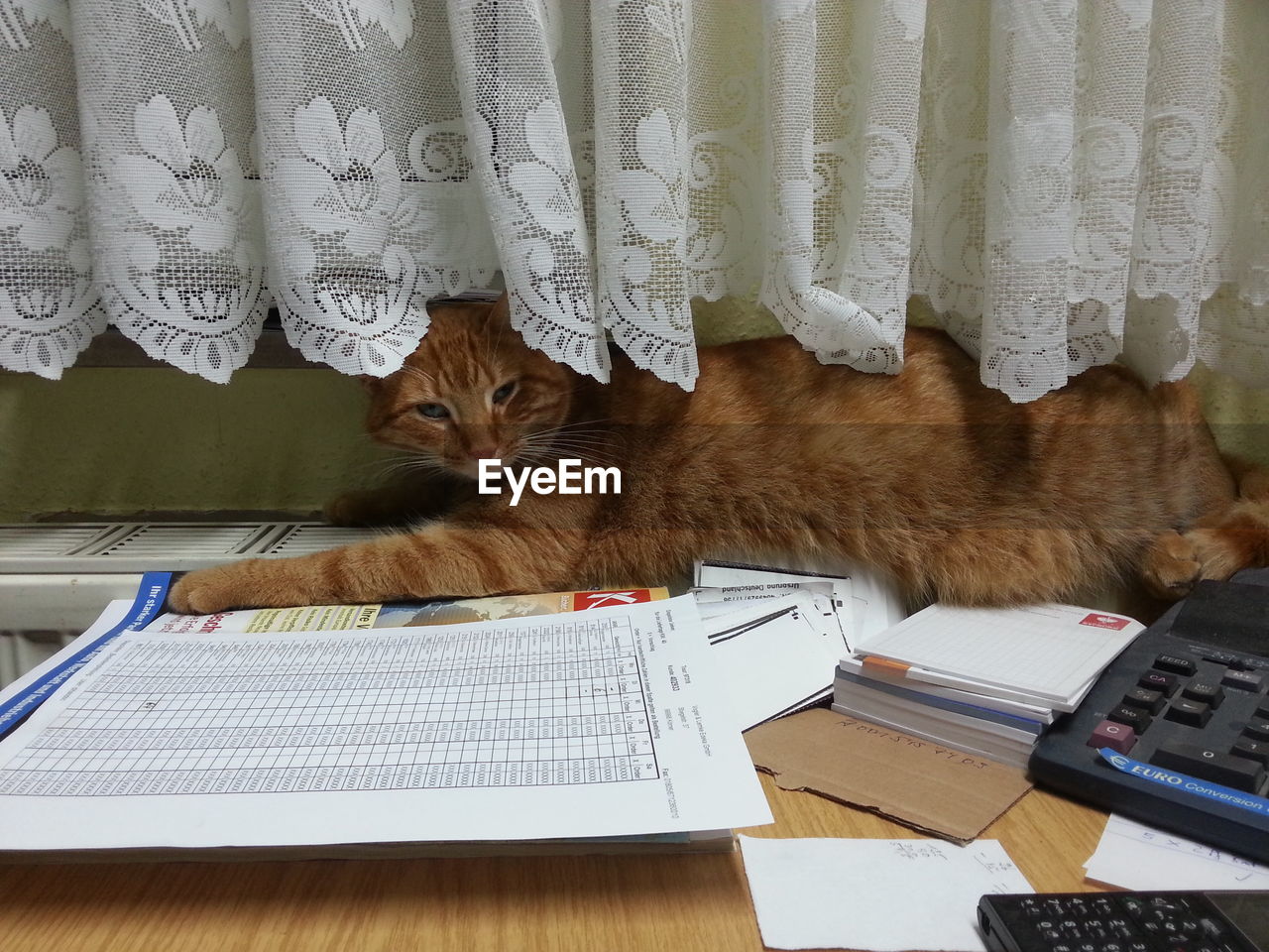 Cat relaxing on books at desk