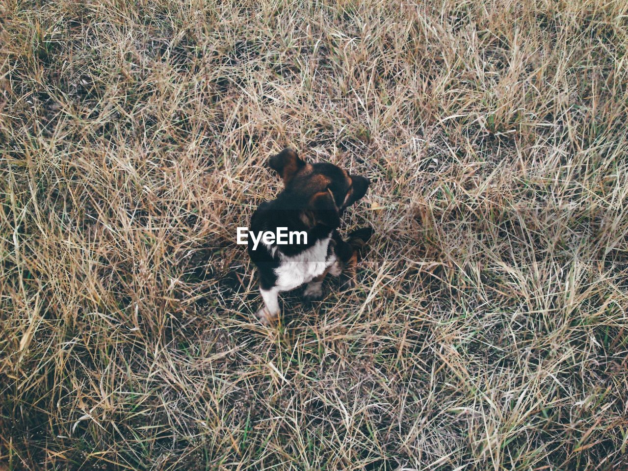 High angle view of dog on grassy field
