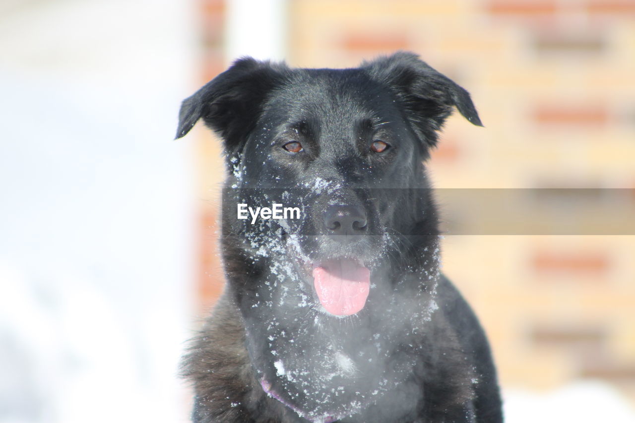 Close-up portrait of black dog