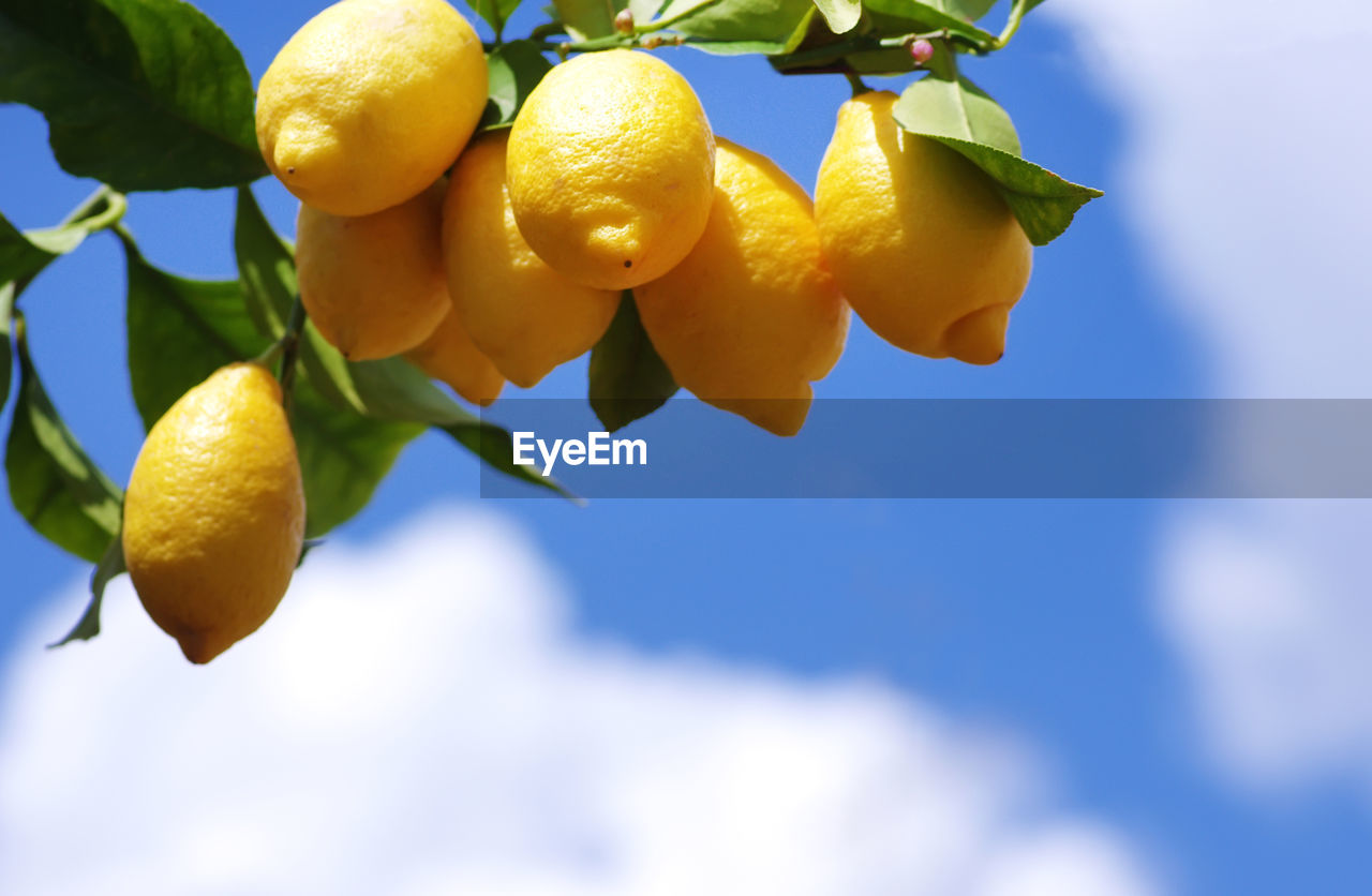 Low angle view of oranges growing on plant against sky