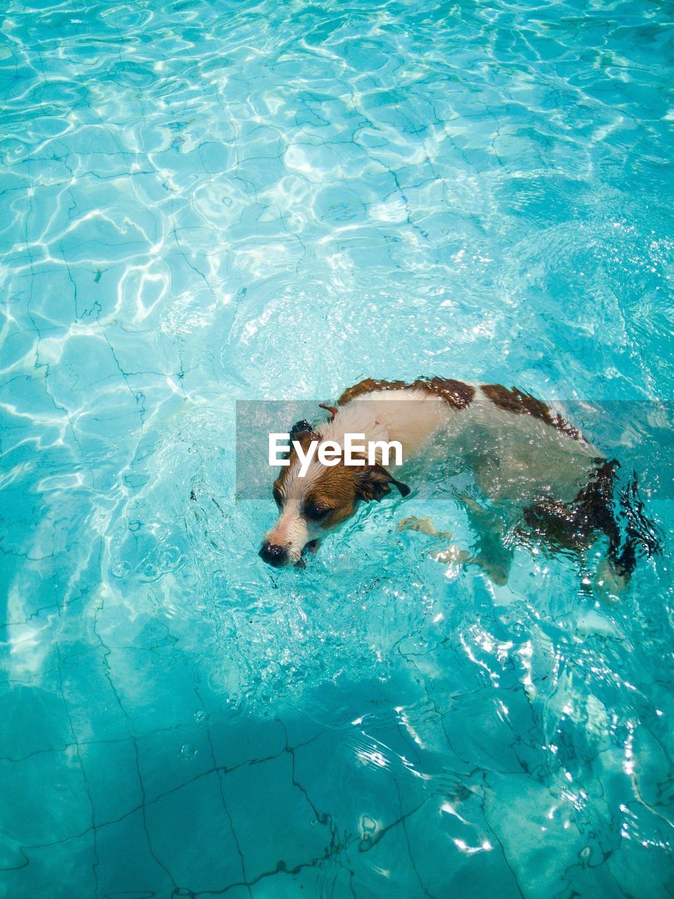 Dog swimming in a beautiful blue swimming pool, on a very hot summer brazilian day.