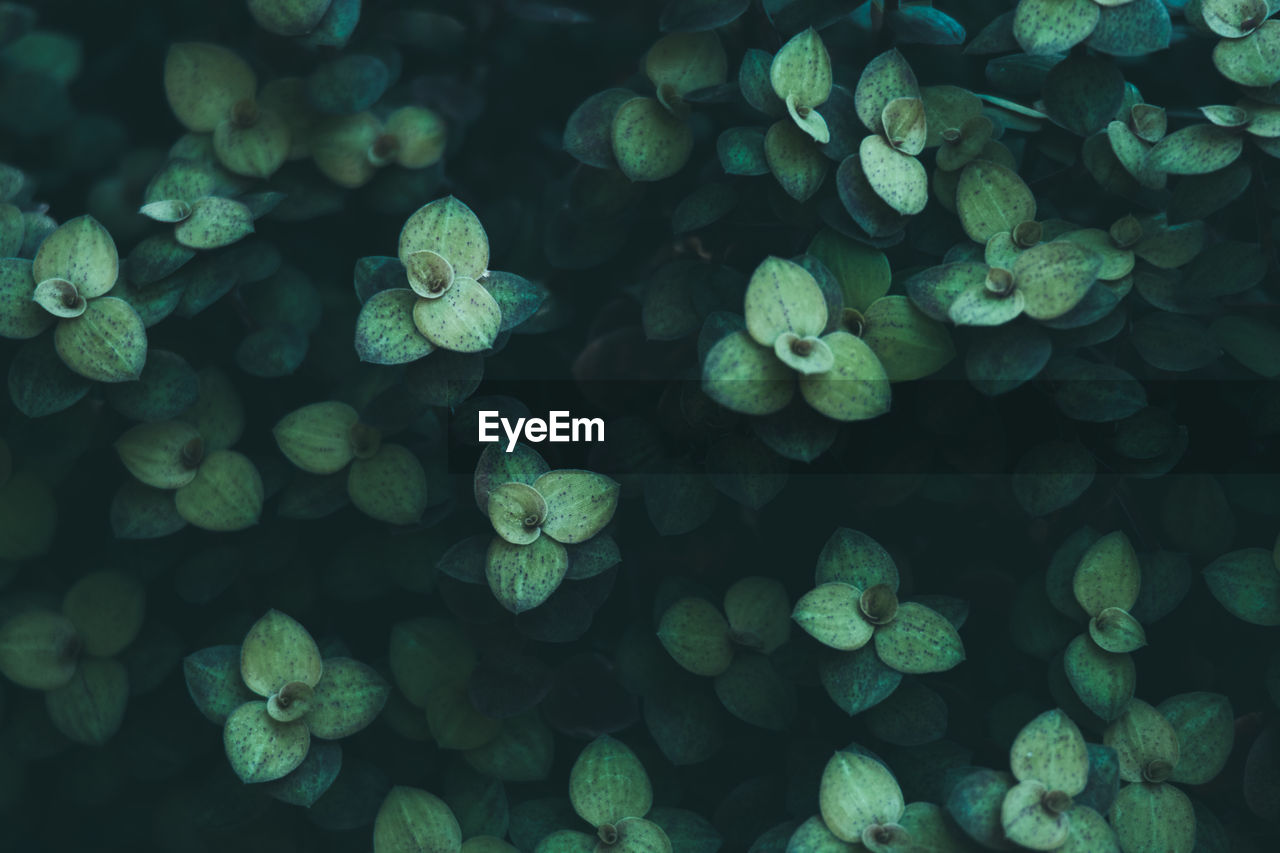 Full frame shot of plants growing outdoors