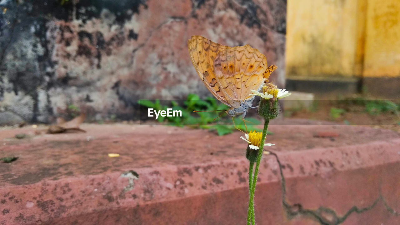 Close-up of butterfly on yellow flower