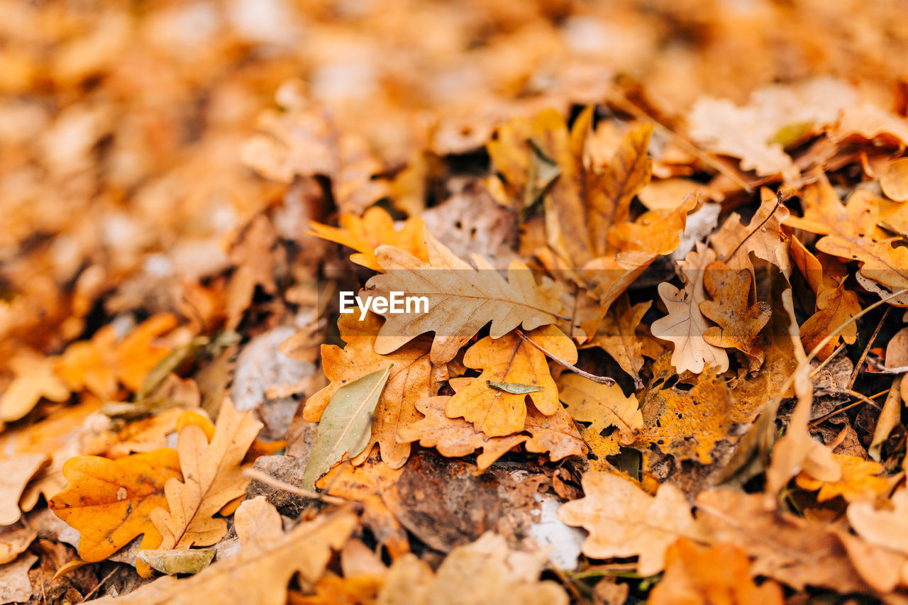 CLOSE-UP OF DRY MAPLE LEAVES ON FALLEN TREE