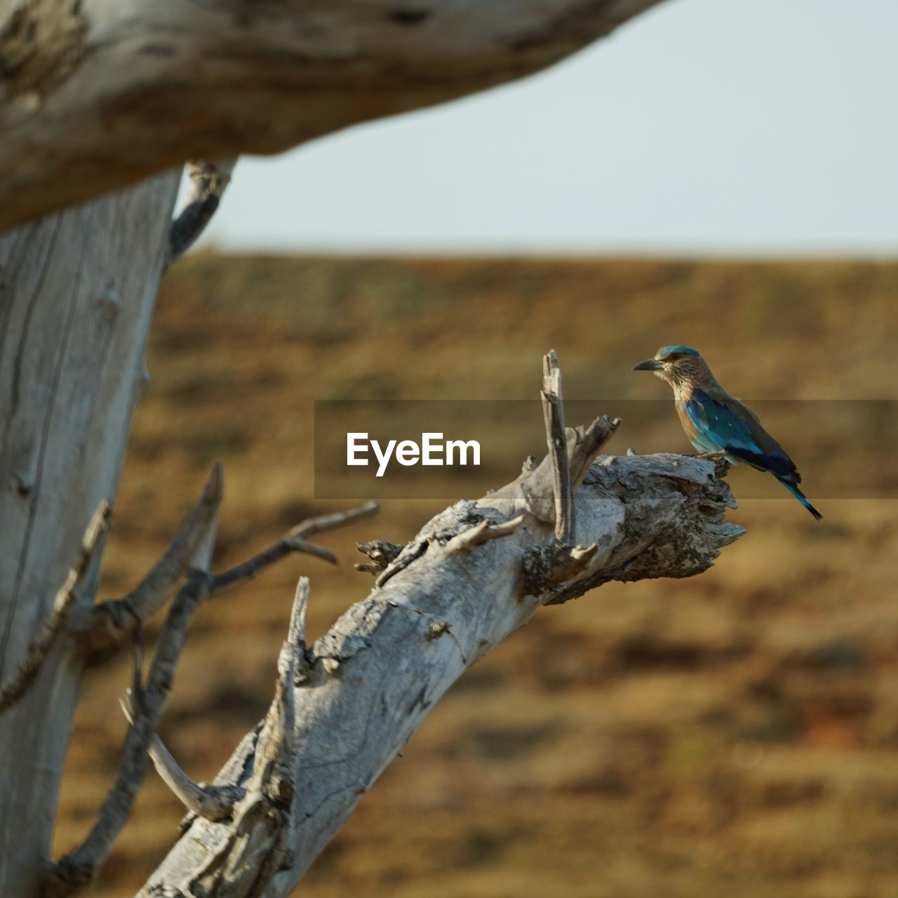 CLOSE-UP OF BIRD PERCHING ON BRANCH