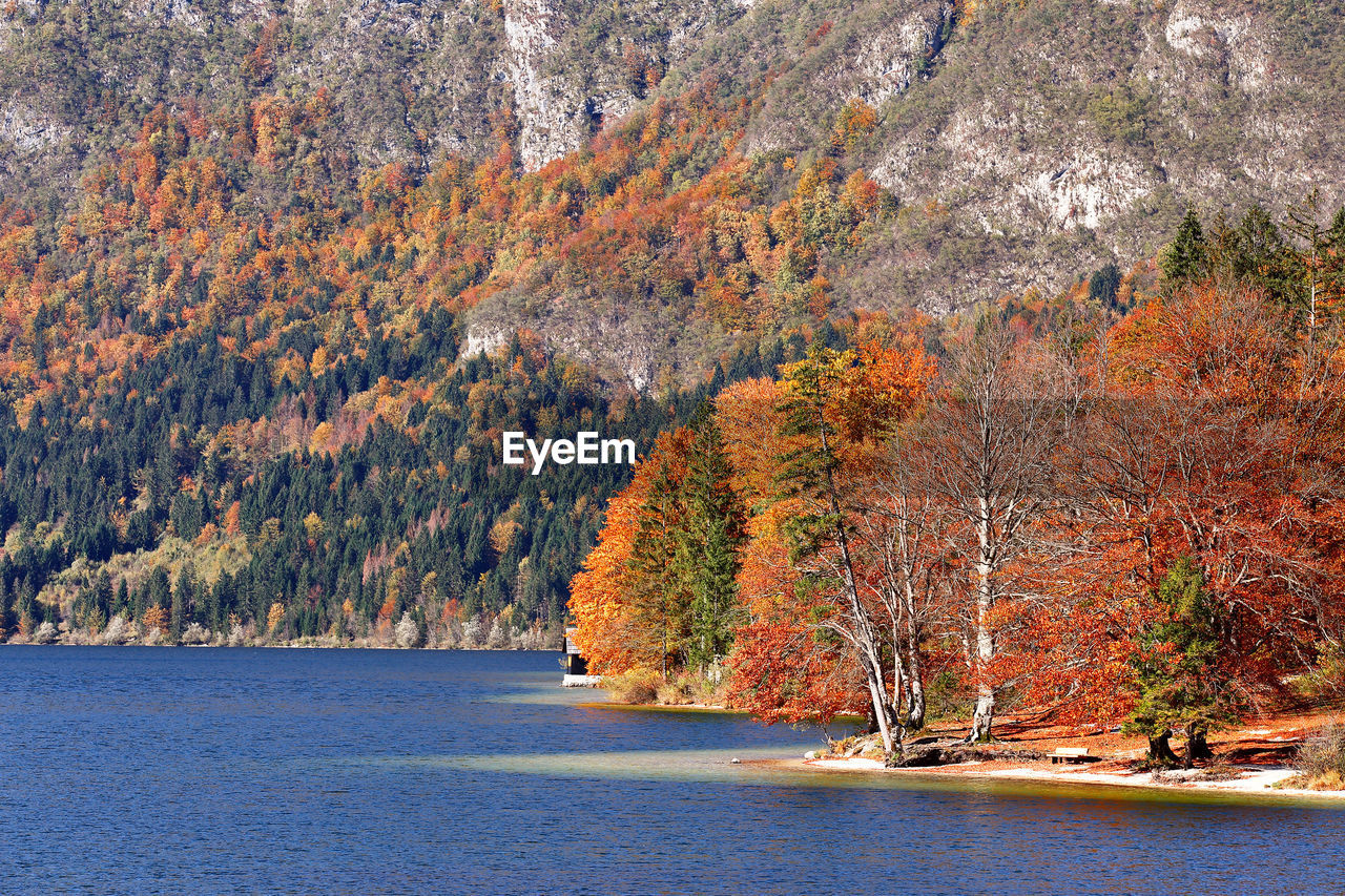 Scenic view of river in forest during autumn