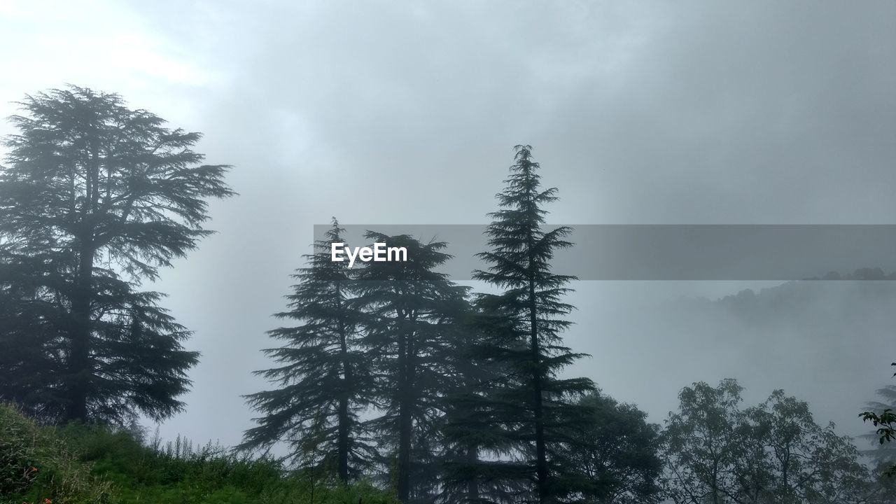 LOW ANGLE VIEW OF TREES AGAINST SKY