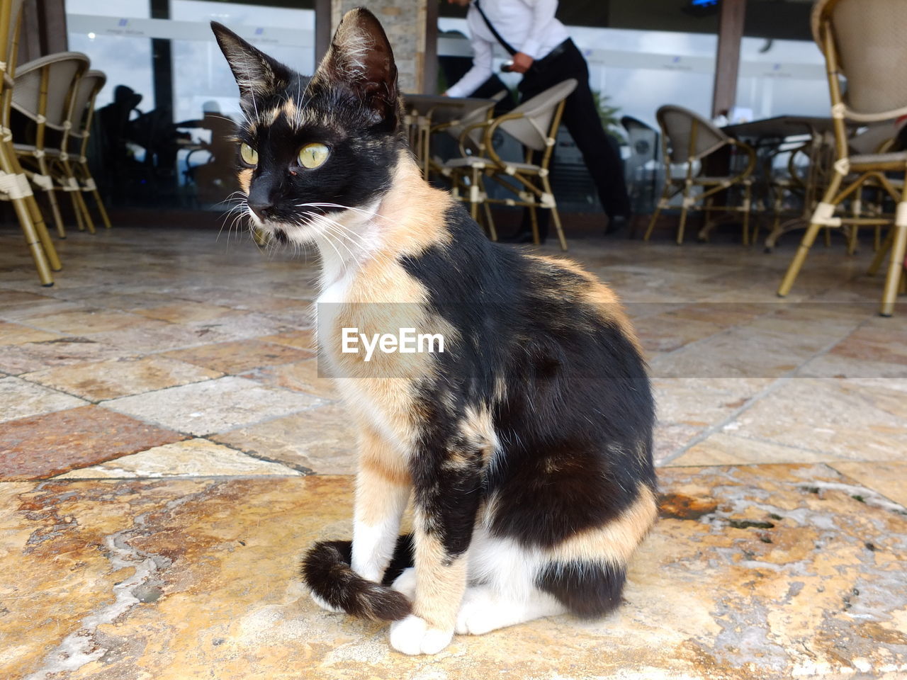 CAT SITTING ON TABLE AND CHAIRS IN FLOOR