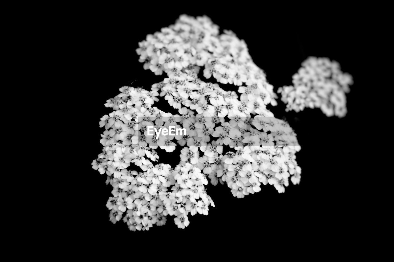 CLOSE-UP OF FLOWERS OVER BLACK BACKGROUND