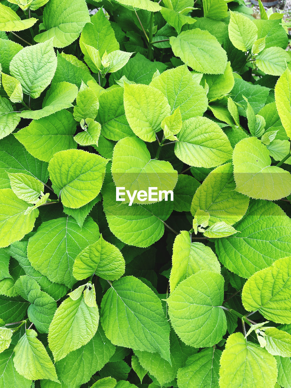 green, leaf, plant part, plant, full frame, backgrounds, growth, nature, beauty in nature, herb, no people, flower, day, freshness, close-up, outdoors, high angle view, produce, foliage, lush foliage, shrub, tranquility, abundance