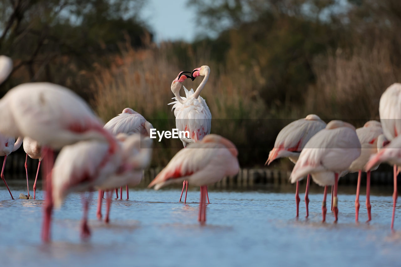 close-up of birds in zoo