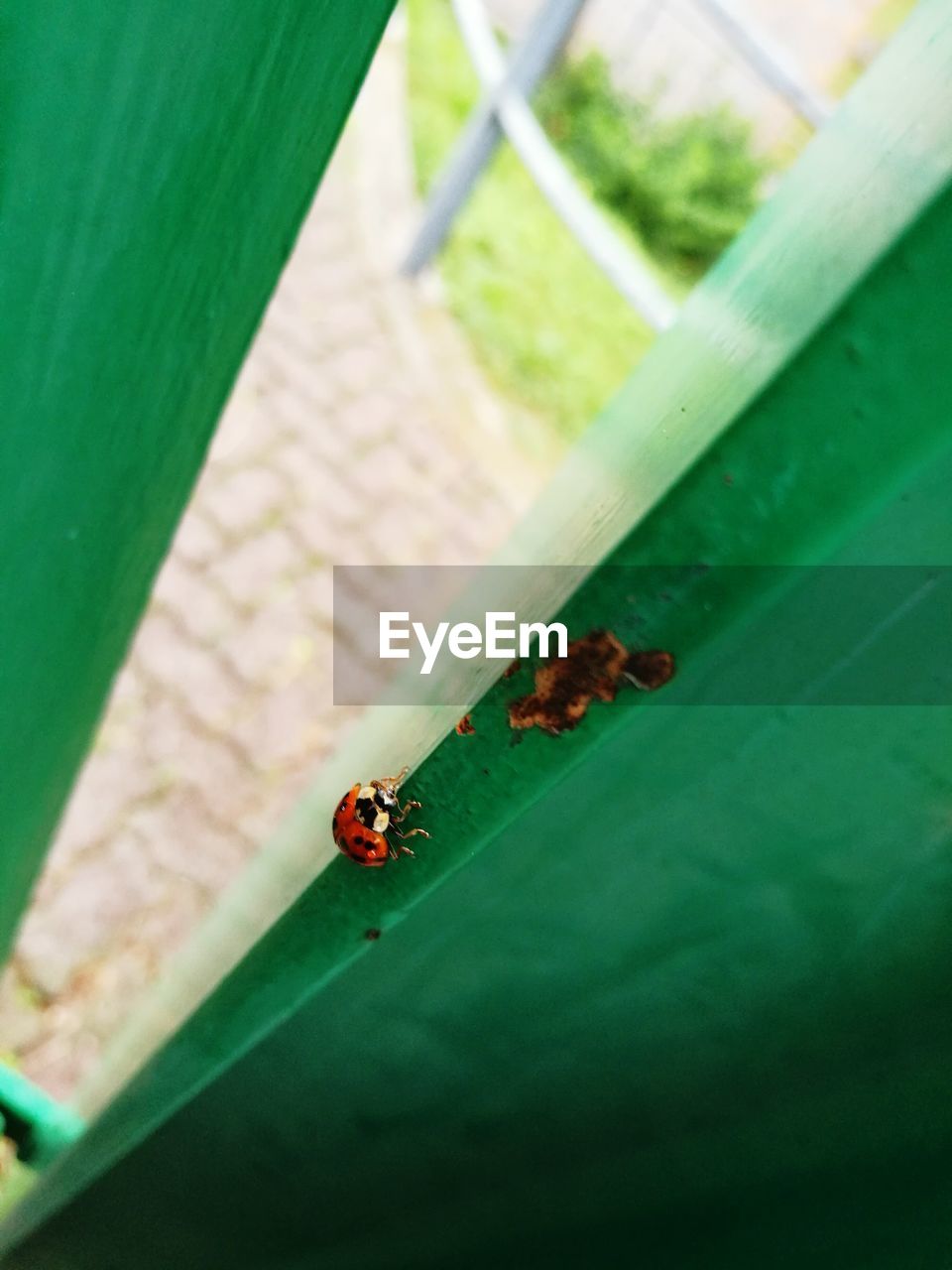 LADYBUG ON GREEN LEAF