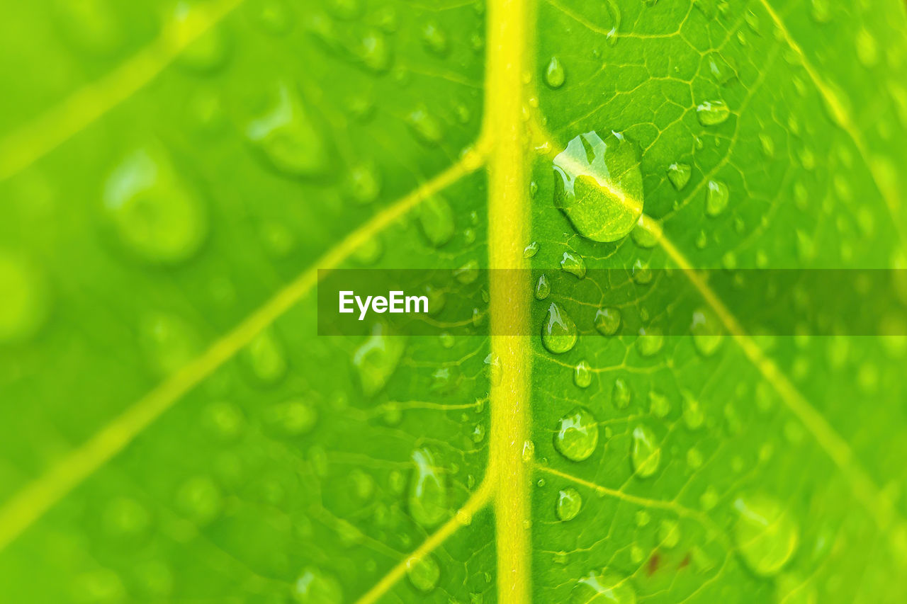 FULL FRAME SHOT OF WET LEAVES