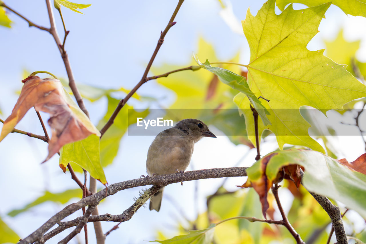 CLOSE-UP OF BIRD PERCHING ON BRANCH AGAINST SKY