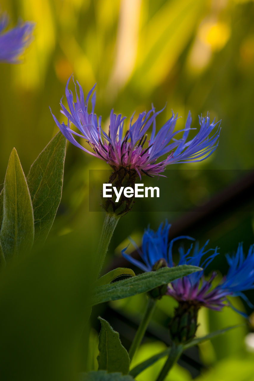 Close-up of purple flowering plant