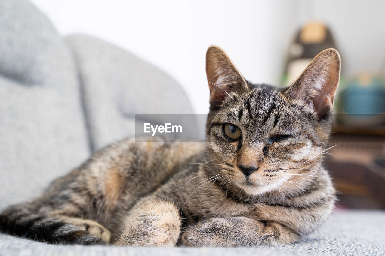 PORTRAIT OF A CAT RELAXING ON SOFA