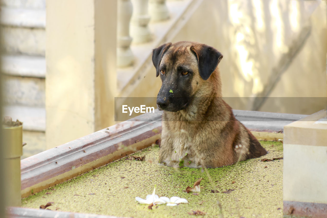 PORTRAIT OF DOG LOOKING AWAY WHILE SITTING ON OUTDOORS