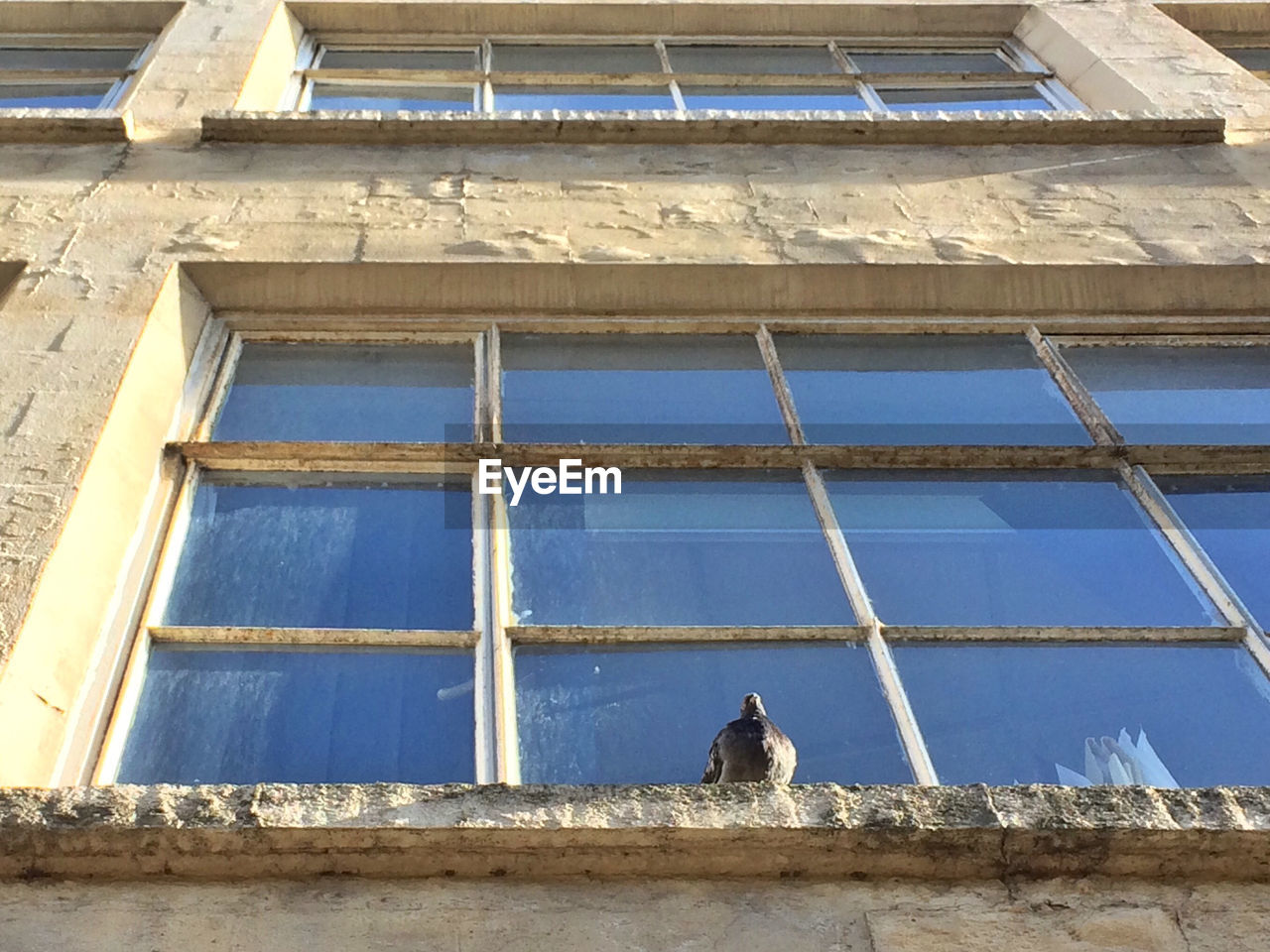 Low angle view of pigeon perching on window of building