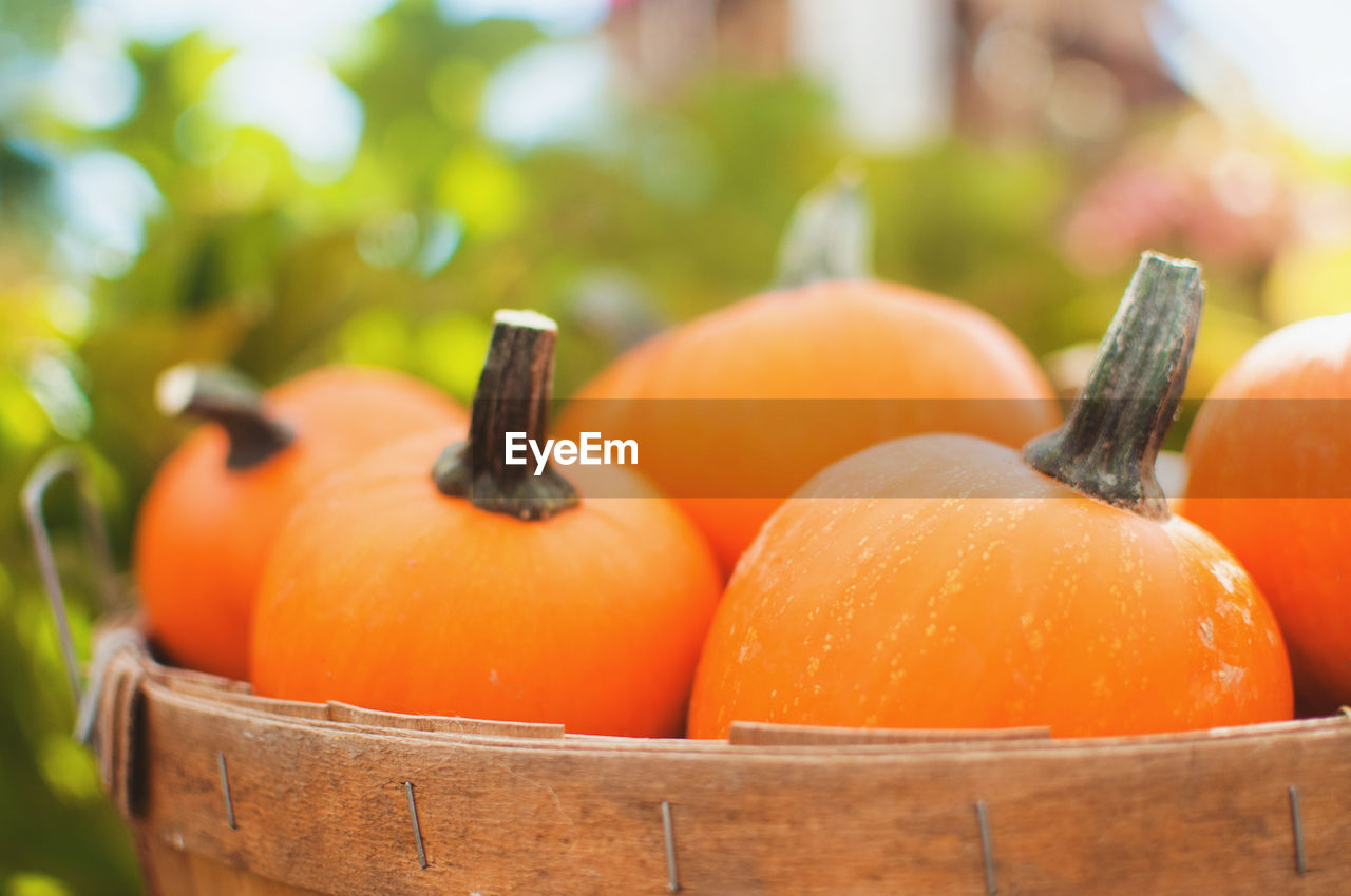 Close-up of pumpkins in container