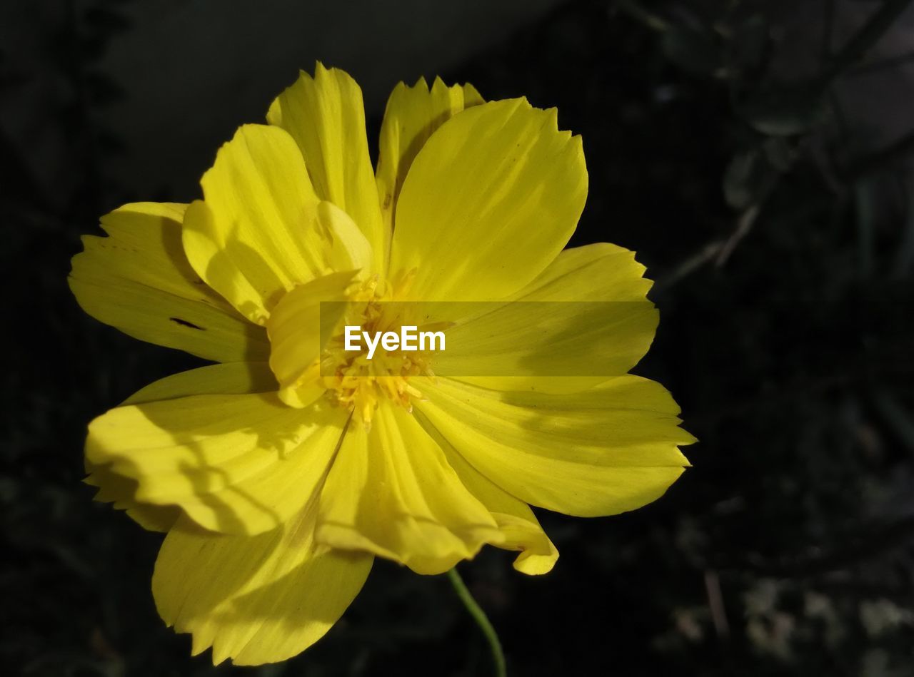 Close-up of yellow flower
