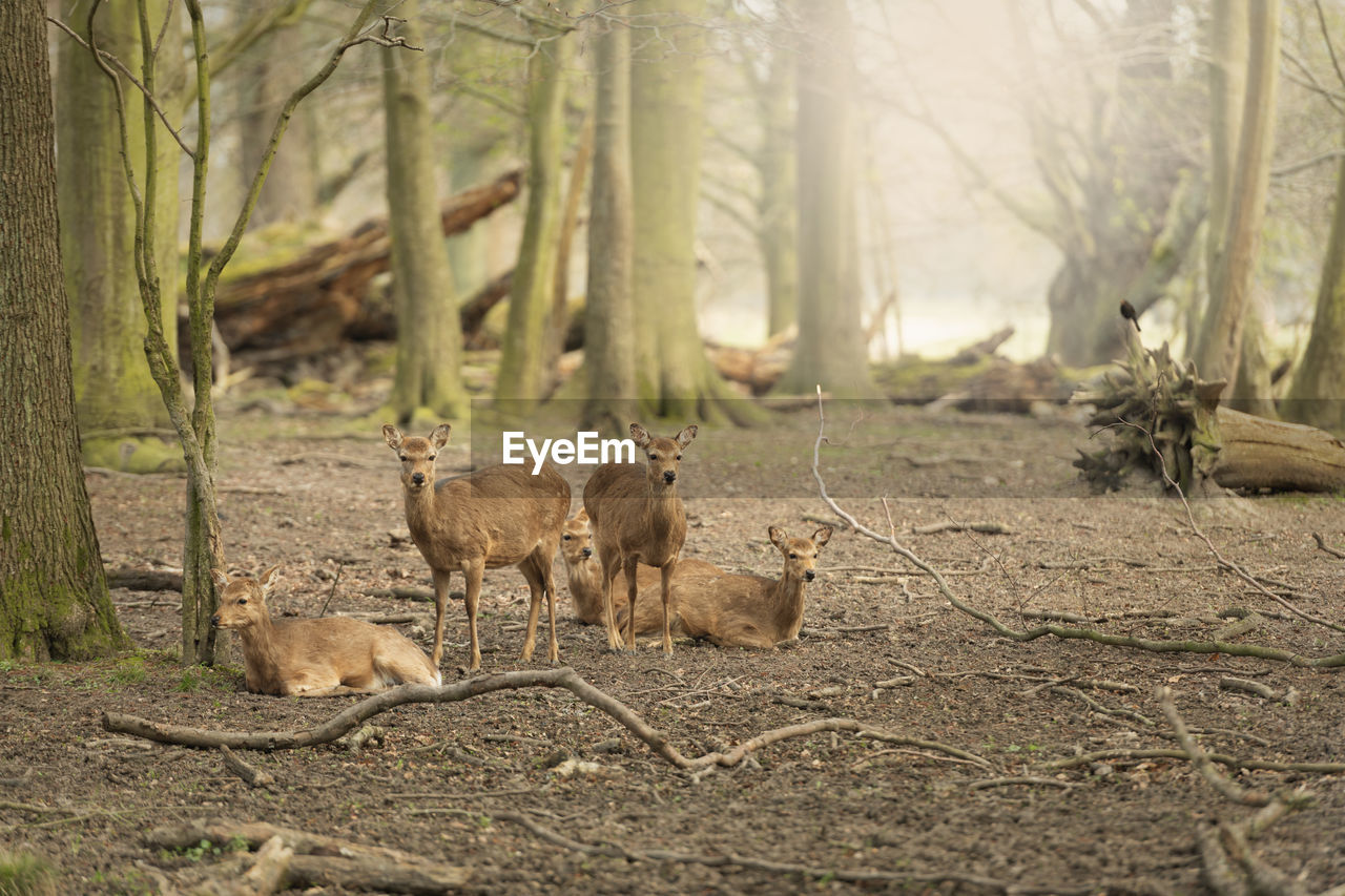 Five wild young deers in the spring sunny forest, klampenborg denmark