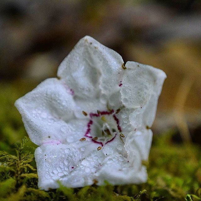 CLOSE-UP OF WHITE FLOWERS