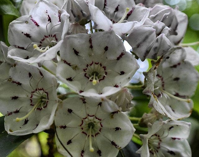 CLOSE-UP OF WHITE FLOWERS BLOOMING ON TREE