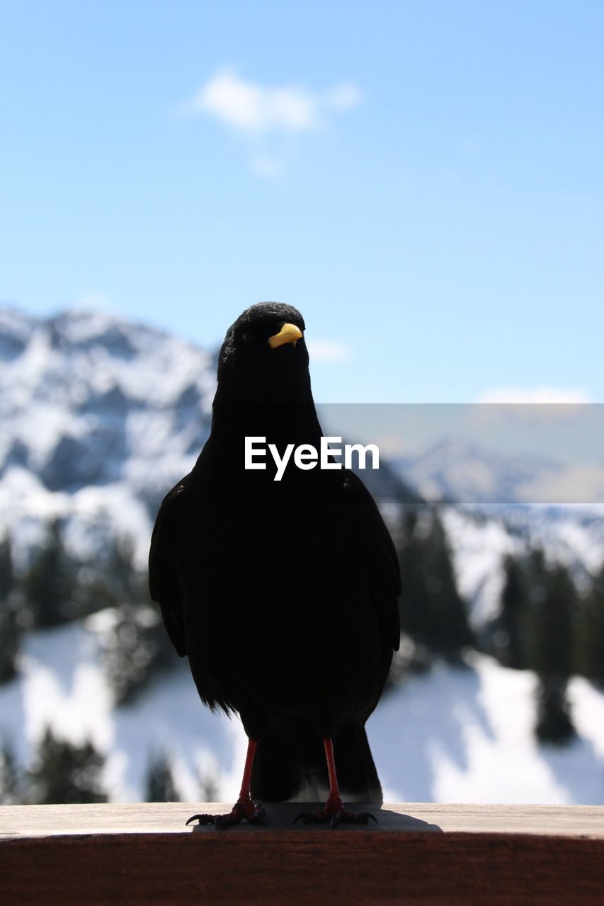 Close-up of a bird against blurred background