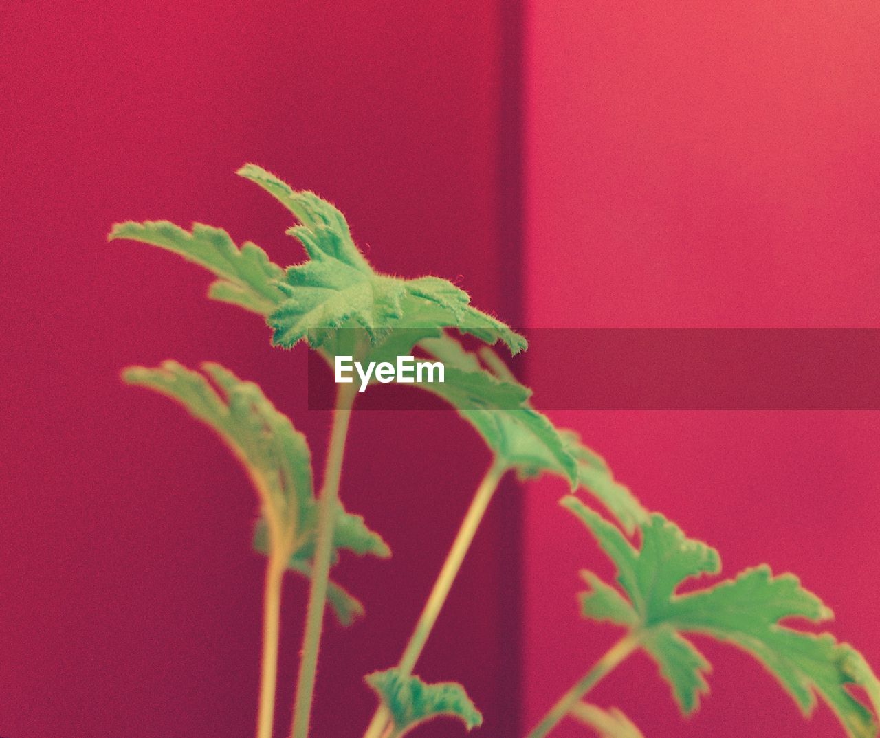 CLOSE-UP OF RED FLOWER PLANT AGAINST WALL