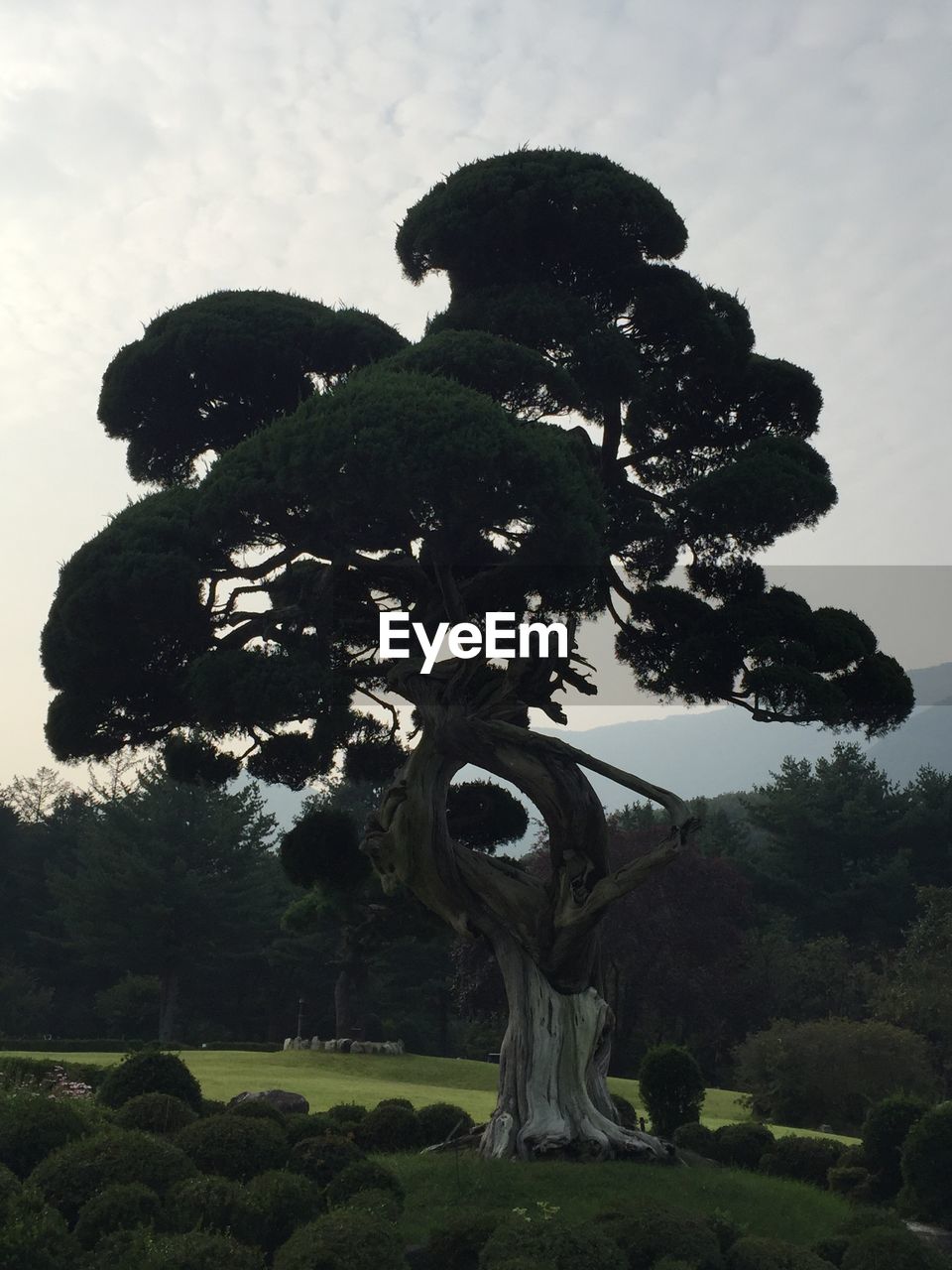 VIEW OF TREE AGAINST SKY