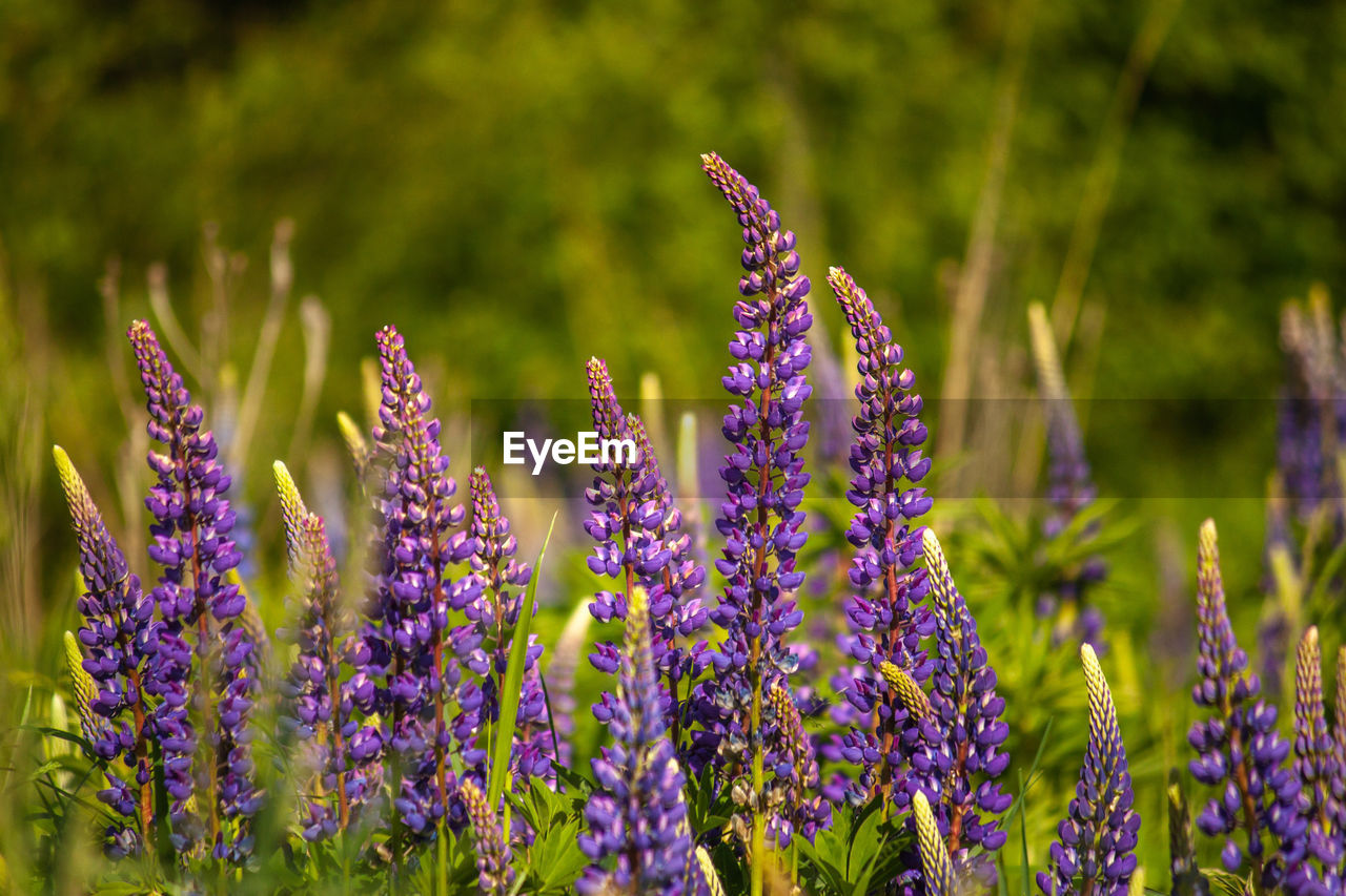 Close-up of purple flowering plants on field